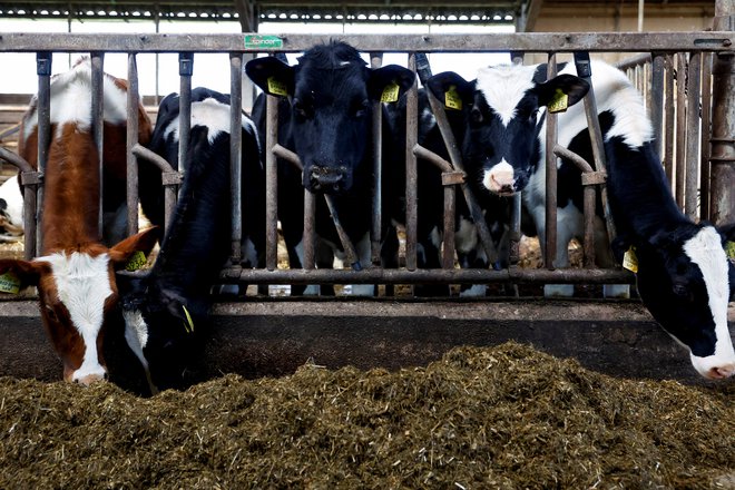 Načrtovana reforma kmetijskega sektorja že več let razburja nizozemske kmete. Foto: Piroschka van de Wouw/Reuters
