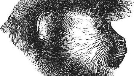 Fotografija: Glava črne kapucinke (Cebus vellerosus). FOTO: Ilustracija iz knjige Poreklo človeka in spolni izbor
