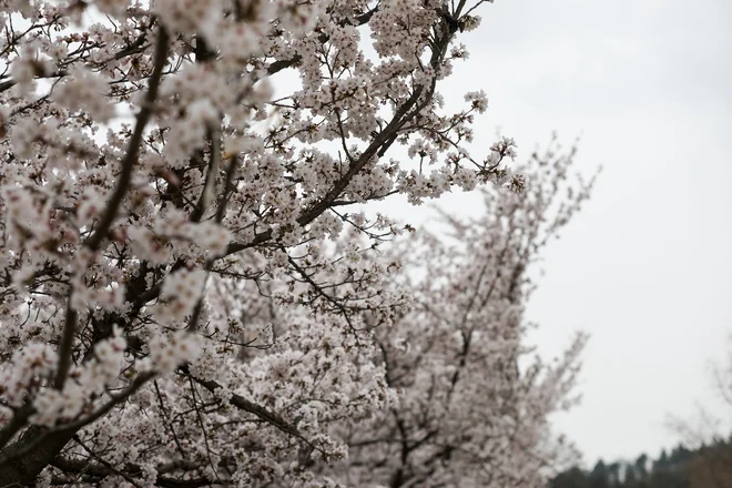 Japonske češnje v domovini sicer vedno zacvetijo nekoliko prej kot pri nas.&nbsp;FOTO:&nbsp;Črt Piksi/Delo
