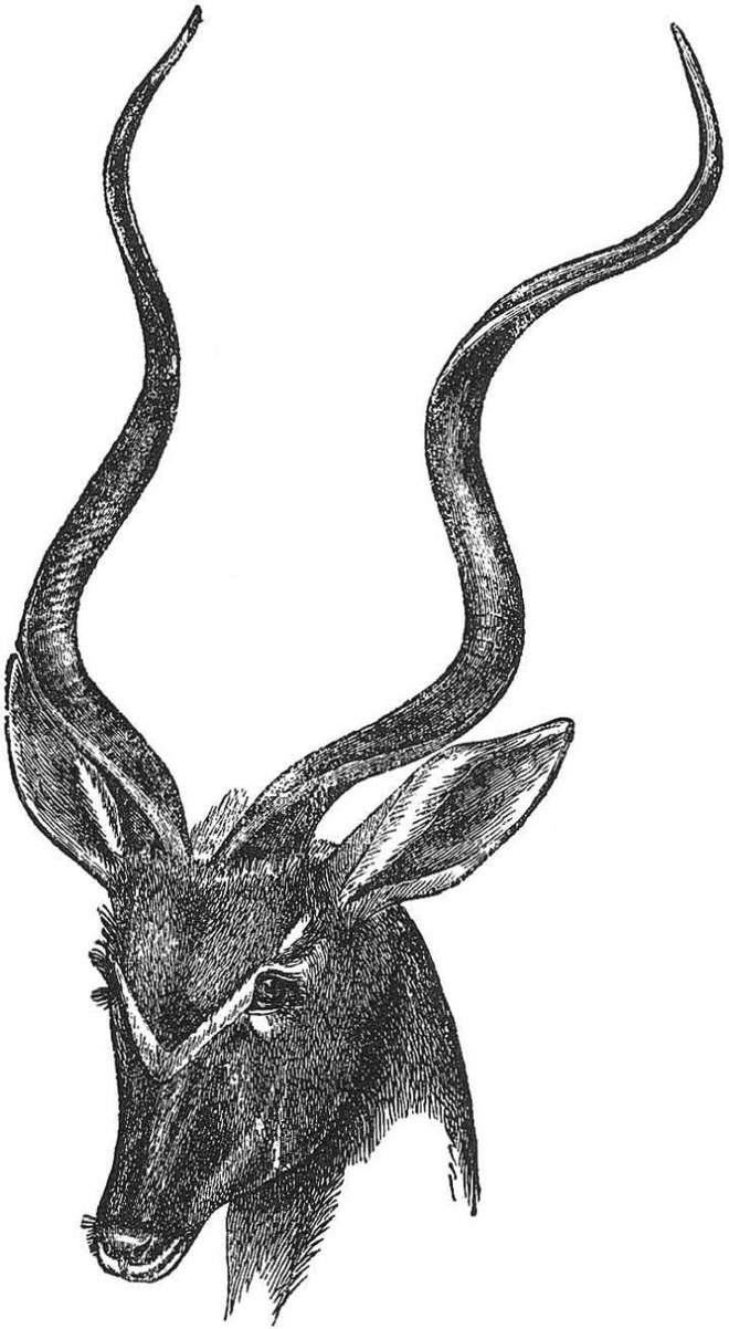 Veliki kudu. FOTO: Ilustracija iz knjige Poreklo človeka in spolni izbor
