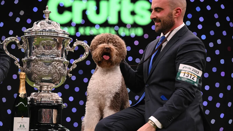 Fotografija: Orca je na pasji razstavi Crufts Dog Show v Veliki Britaniji premagala okoli 19 tisoč psov. FOTO: Oli Scarff/AFP