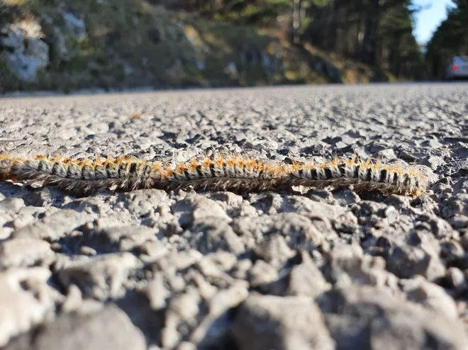 Značilnost gosenic je, da živijo v gnezdih, ki jih v sprevodih, vlakcih, zapustijo, ko se odpravijo prehranjevat. FOTO: Matej Kravanja
