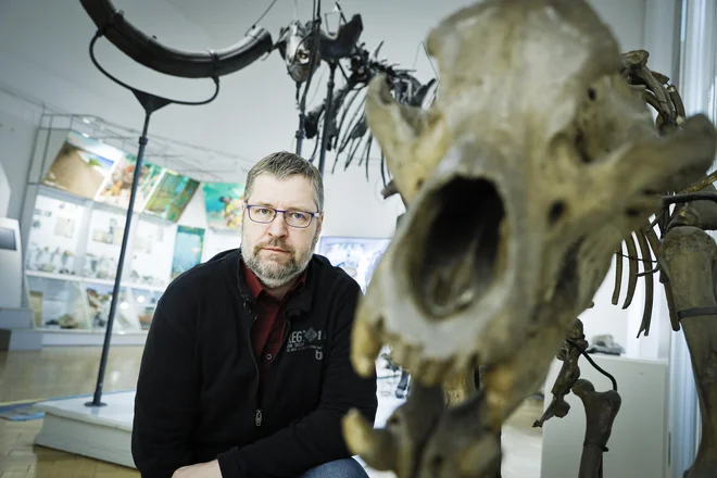 Še vedno je veliko neznanega, kako in zakaj so posamezne vrste izumrle, kako so se razvijale, pravi Matija Križnar, paleontolog v Prirodoslovnem muzeju Slovenije (fotografiran je ob okostju jamskega medveda). FOTO: Jože Suhadolnik
