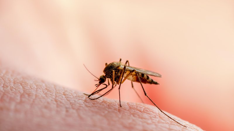 Fotografija: Komarji prenašajo bolezni, kot so malarija, mrzlica denga in virus zika, ki vsako leto ubijejo na stotisoče ljudi. FOTO: Shutterstock