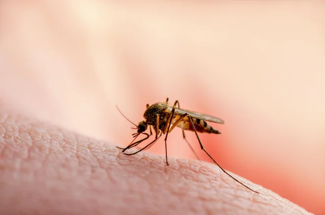 Komarji prenašajo bolezni, kot so malarija, mrzlica denga in virus zika, ki vsako leto ubijejo na stotisoče ljudi. FOTO: Shutterstock