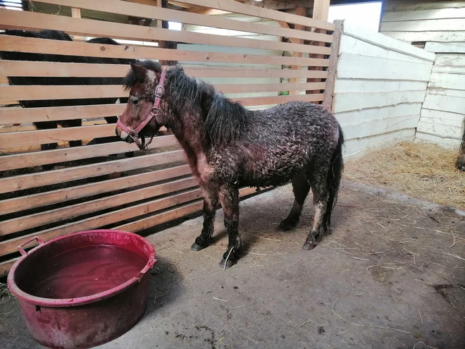 Konji so bili v slabem stanju. FOTO: Društvo za zaščito konj in ostalih živali