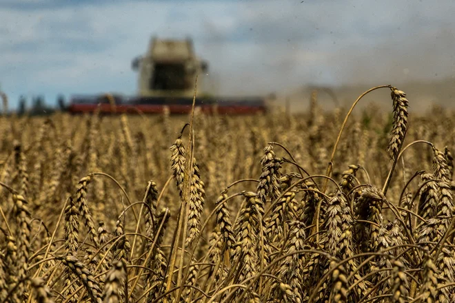 Rusija je največja izvoznica pšenice na svetu, zato se je po njenem napadu na Ukrajino razširil strah pred globalnim pomanjkanjem te osnovne dobrine. FOTO: Reuters