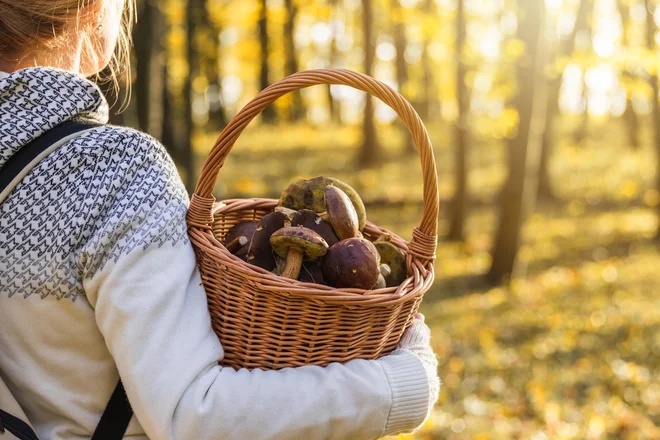 Zaradi tega, ker ne vemo, katera goba je strupena in katera ne, se ne bomo odpovedali dobremu kosilu, ampak se poučili, katere gobe so užitne. FOTO: Encierro/Shutterstock