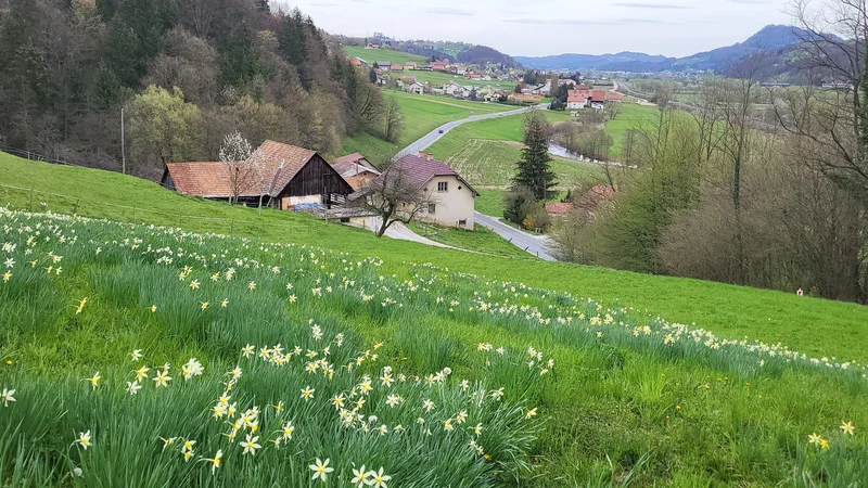 Zaradi odganjanja voluharja so jih ljudje pogosto sadili v vrtove in sadovnjake, a to se je do danes večinoma pozabilo. FOTO: Jože Bavcon