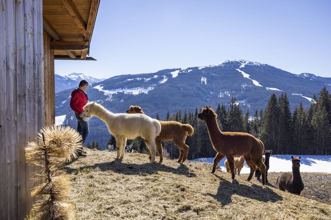 Bernhard Mauer v hribih nad Wagrainom vzgaja alpake.

FOTO: Turizem Wagrain