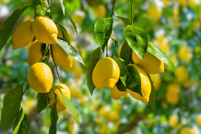 V želji po zmanjševanju ogljičnega odtisa in odpadkov se raziskovalci zatekajo k naravnim materialom, ki bi jih lahko uporabili v najrazličnejših industrijah. Foto Shutterstock