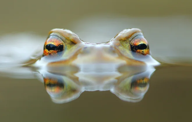 Za biodiverziteto je značilna njena prepletenost: vsaka vrsta ima svojo vlogo. FOTO: Davorin Tome

 