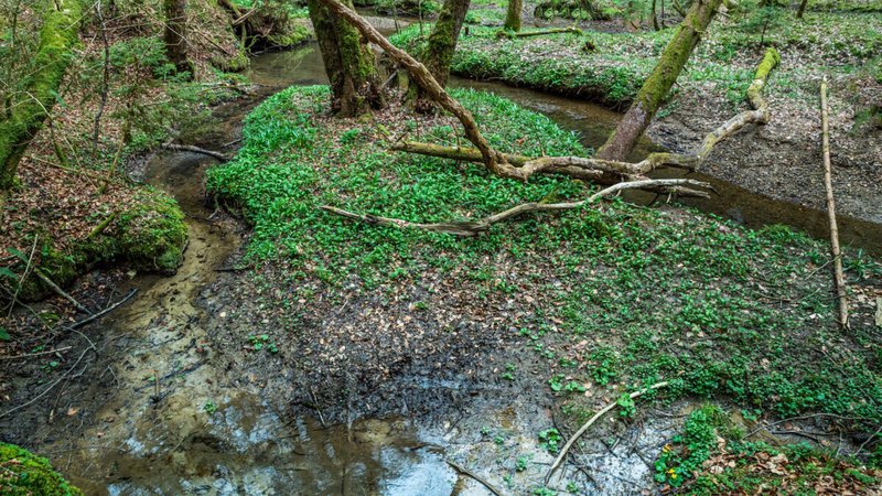Fotografija: Tudi ob potoku Želodnik bo narava sama skrbela za okolje. FOTO:  Andreja Škvarč/ZRSVN