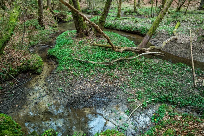 Tudi ob potoku Želodnik bo narava sama skrbela za okolje. FOTO:  Andreja Škvarč/ZRSVN