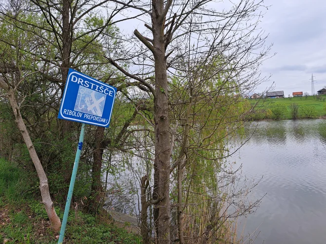 Eno od drstišč na Šmartinskem jezeru. FOTO: Špela Kuralt/Delo