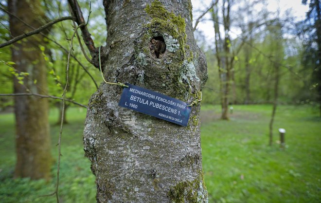 Vsako drevo je klonski potomec ene matične rastline. FOTO: Jože Suhadolnik/Delo