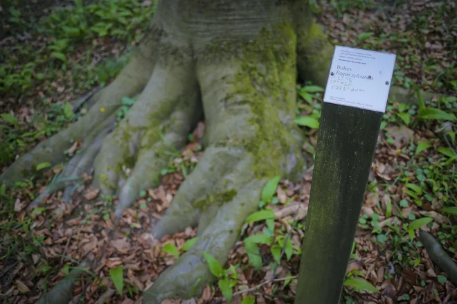 Fenološki park v Ljubljani je bil ustanovljen leta 1958 in sodi med evropske z najdaljšo tradicijo. FOTO: Jože Suhadolnik/Delo