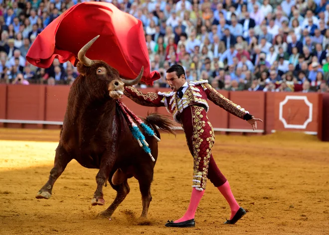Španski bikoborec Jose Maria Manzanares med bikoborbo La Maestranza v Sevilli. Foto: Cristina Quicler/Afp