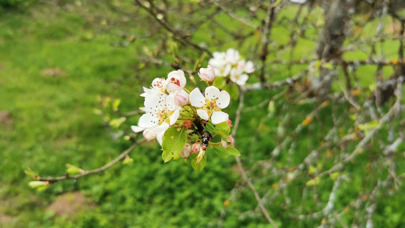 Fotografija: Čas, ko zacvetijo jablane, hruške in drugo sadno drevje, prej kot slovesno mineva v strahu pred pozebo in morebitnim prikrajšanjem za sadje. FOTO: Saša Bojc