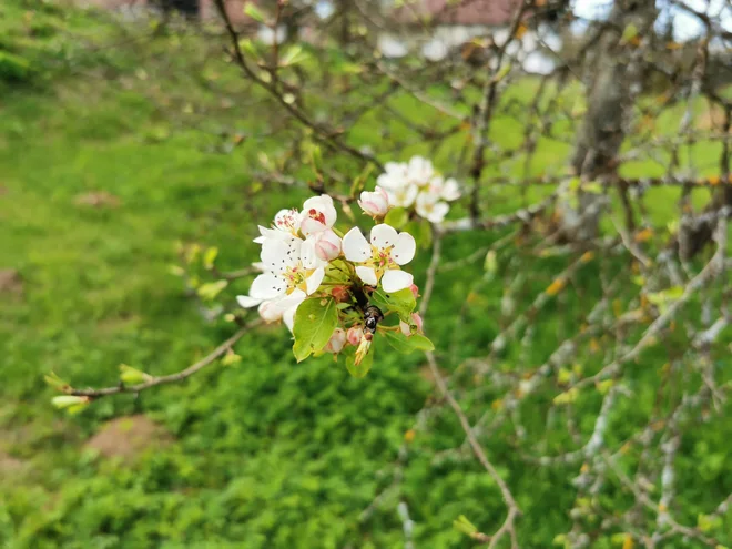 Čas, ko zacvetijo jablane, hruške in drugo sadno drevje, prej kot slovesno mineva v strahu pred pozebo in morebitnim prikrajšanjem za sadje. FOTO: Saša Bojc