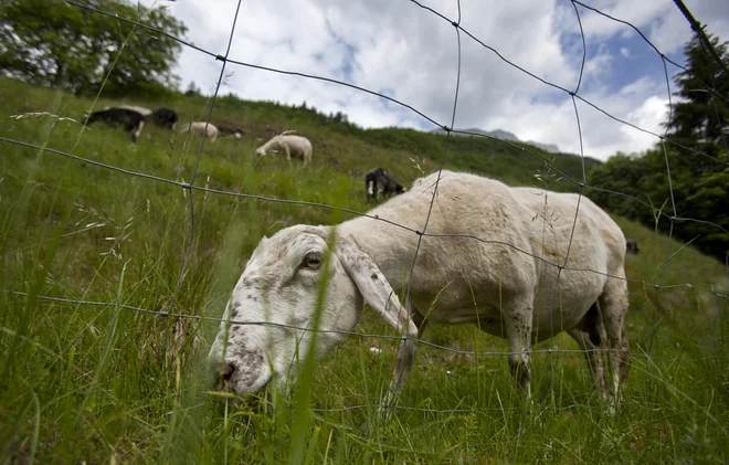 Živali, nastanjene zunaj objektov, morajo biti, kadar je tako treba, zavarovane pred plenilci in drugimi nevarnostmi ... FOTO: Jože Suhadolnik/Delo