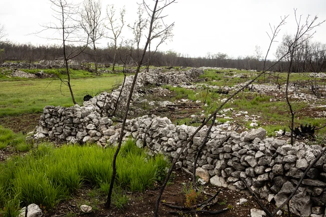Veščina suhozidne gradnje je prav zaradi prepletenosti naravnih in kulturnih danosti vpisana na Unescov Reprezentativni seznam nesnovne kulturne dediščine človeštva. FOTO: Črt Piksi