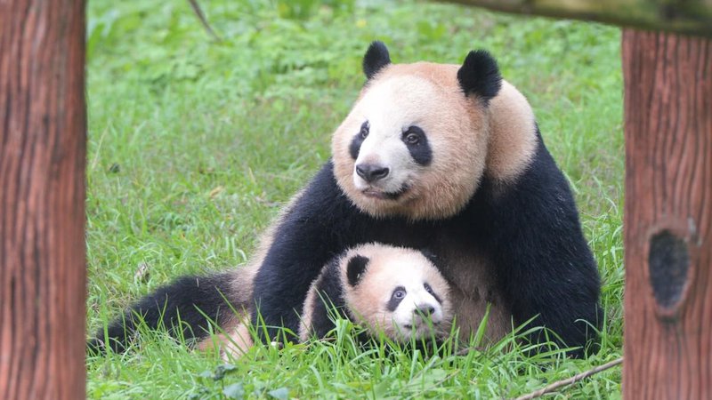 Fotografija: Začela bom z dvaindvajsetletno veliko medvedko panda po imenu Yaya. FOTO: Stringer/Imaginechina