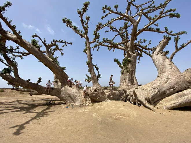 Ogromen in prastar baobab v Senegalu. FOTO: Mimi Podkrižnik