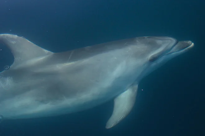 Delfini stalno uporabljajo naše vode, a se tudi stalno gibljejo zunaj njihovih meja, v vodah sosednje Italije in Hrvaške. Na tem območju živi stalno kakih 150 velikih pliskavk. FOTO: Tilen Genov/ Morigenos