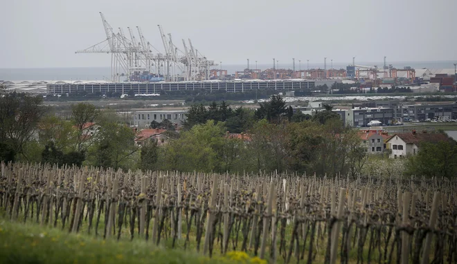Panoga vinogradništva in vinarstva v slovenski Istri si želi strokovne podpore pri uvajanju novih prijemov, ki jih zahtevajo podnebne spremembe. FOTO: Blaž Samec/Delo