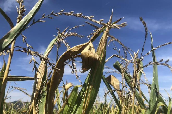 V Sloveniji število vročih dni narašča, opažamo tudi večjo pogostost ekstremno vročih dni z najvišjo dnevno temperaturo nad 35 °C. FOTO: Jure Eržen