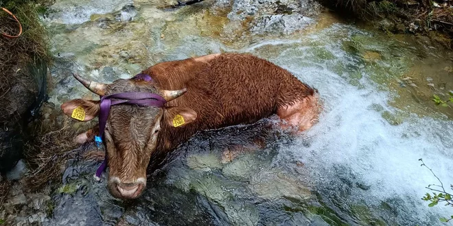 Izmučenega in podhlajenega bika so iz hladne vode tolmuna, iz katerega se je poskušal rešiti tudi sam, dvignili na suho s pomočjo vrvi. FOTO: Gorska reševalna zveza Slovenije