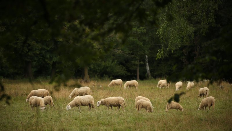 Fotografija: V noči na nedeljo so bile domnevno zaradi napada volka pokončane štiri ovce, dve pa sta pogrešani. Slika je simbolična. FOTO: Jure Eržen/Delo