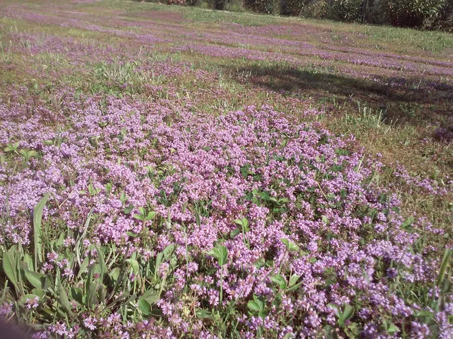 Polje materine dušice. FOTO: Polona Malovrh