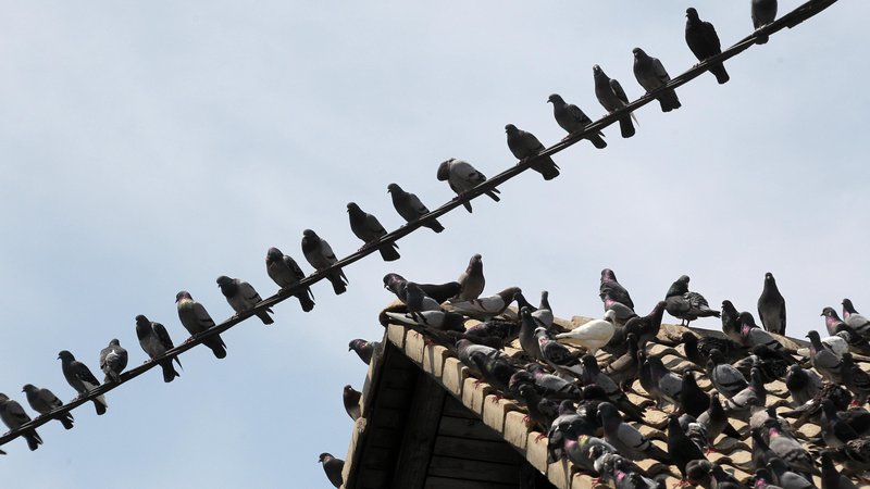 Fotografija: V omenjenem Utripu pogosto prikazujejo zadovoljno jato golobov. Kaj nam je hotel Možina s tem povedati? FOTO: Dejan Javornik