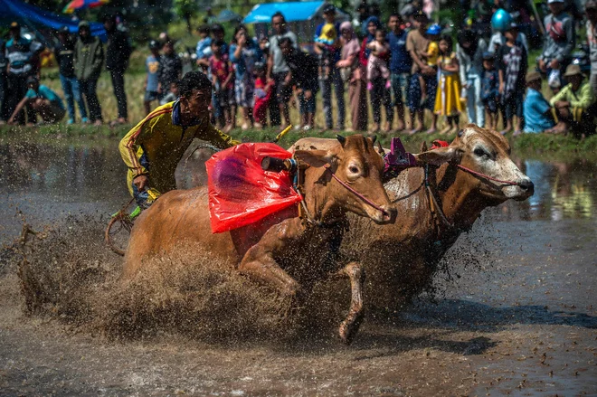 Indonezijec jezdi bika na tradicionalni dirki z biki, imenovani »Karapan Sapi Brujul«, v Probolinggu. Foto: Juni Kriswanto/Afp