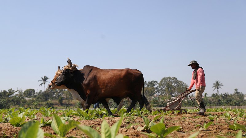 Fotografija: Razumevanje vzrokov in posledic v kmetijstvu nam pomaga tudi v »sodobnejših« gospodarskih panogah. FOTO:  Yander Zamora/Reuters
