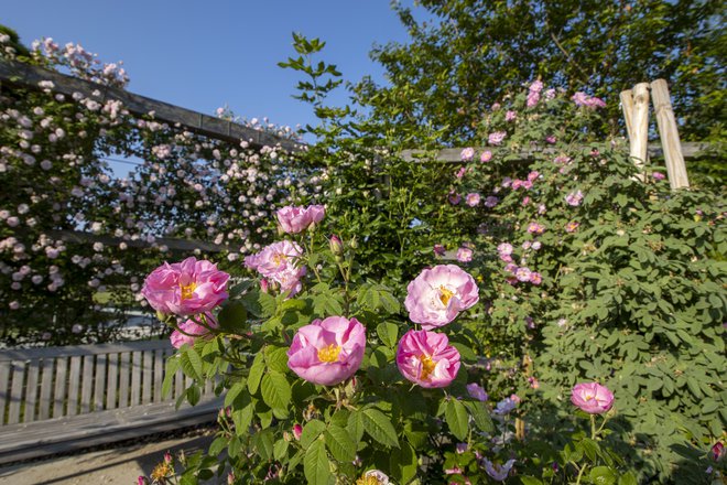 En juin, l'Arboretum Volčji Potok est sous le signe des roses, l'événement s'enrichira d'un programme d'accompagnement.  PHOTO : Arboretum Volčji potok