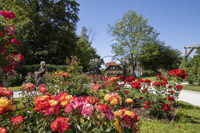 Le mois de juin est marqué par les roses dans l'arboretum de Volčji potok.  PHOTO : Arboretum Volčji potok