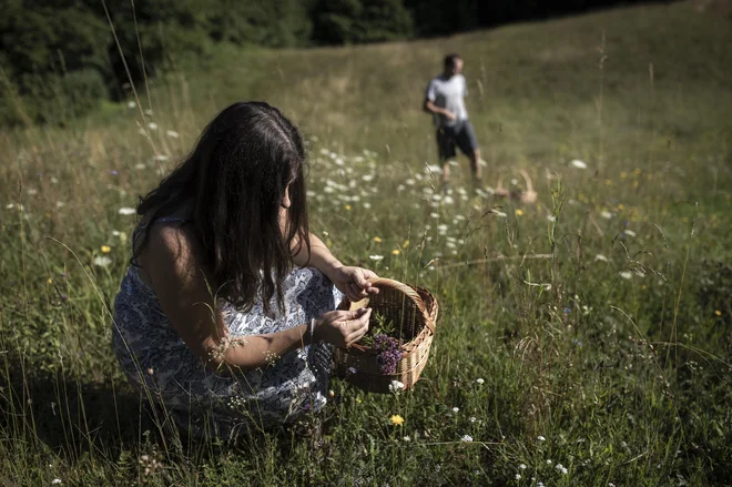 Nenapisano pravilo je, da nabiralec ne odstrani več kot vsake tretje rastline. FOTO: Voranc Vogel/Delo