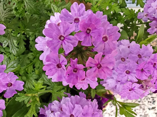 Prav profesionalni makro posnetek. FOTO: osebni arhiv