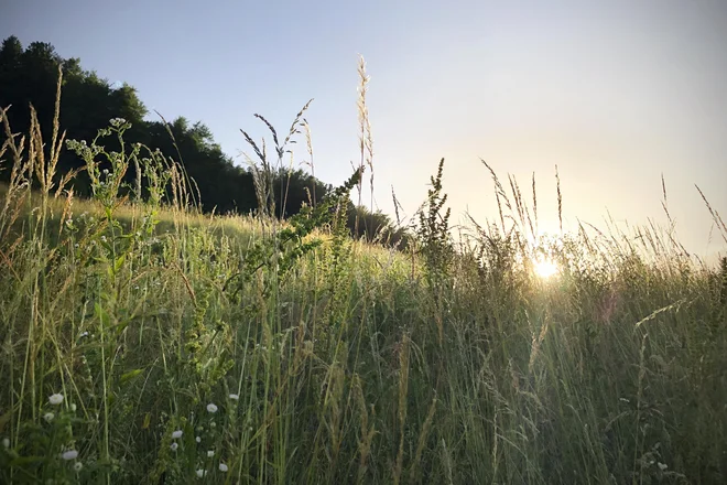 Če so travniki prezgodaj košeni, rastline, ki razvijejo velike cvetove, ne morejo semeniti. Vsakoletno izčrpavanje privede do tega, da barvitih rastlin ni več. FOTO: Jure Eržen/delo

 