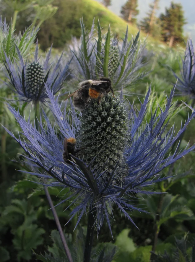 Alpska možina (Eryngium alpinum) je ponekod pri nas že izginila. FOTO: Špela Pungaršek

 