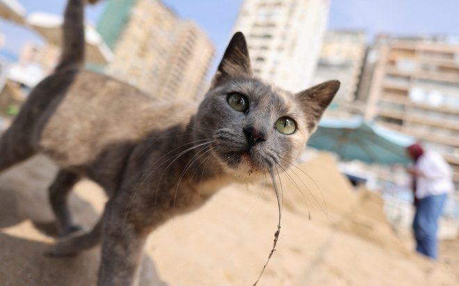 S sterilizacijo je mogoče nadzorovati populacije prostoživečih mačk. FOTO: Amr Abdallah Dalsh/Reuters