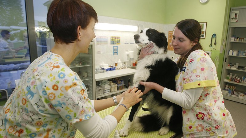 Fotografija: Cepljenje proti steklini je za pse obvezno, vsa druga cepljenja so prostovoljna oziroma priporočena. FOTO: Črt Majcen