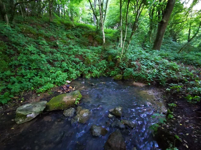 Človeško ribico je prek izvira na sliki naplavilo na površje po obilnem deževju. FOTO: Nataša Ravbar

 