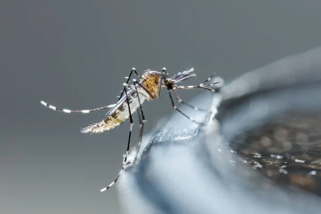 Gre za sterilne samce vrste Aedes albopictus, ki ne pičijo in so jih tako kot lani tudi letos uvozili iz Bologne. FOTO: Shutterstock