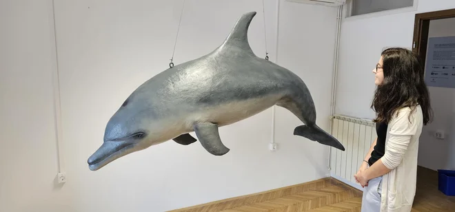V Centru o delfinih je tudi maketa delfina z imenom Morigenos (eden prvih identificiranih), ki ga je izdelal Edo Šćuk. Ob njem je vodja projekta Center o delfinih Krista Lokar. FOTO: Boris Šuligoj/Delo