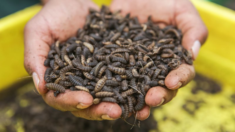 Fotografija: V prehrani se uporablja 2900 vrst žuželk, gospodarsko najpomembnejši sta mokar in bojevniška muha (na fotografiji njene ličinke) zaradi neproblematičnosti reje. FOTO: Boniface Muthoni/SOPA Images