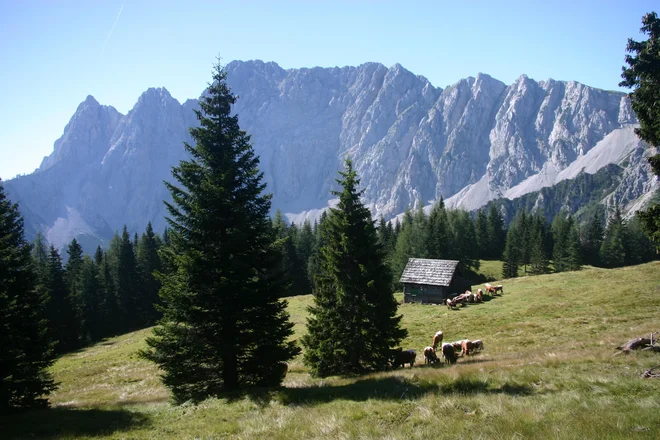 Začelo se je poletje. FOTO: Željko Kozinc
